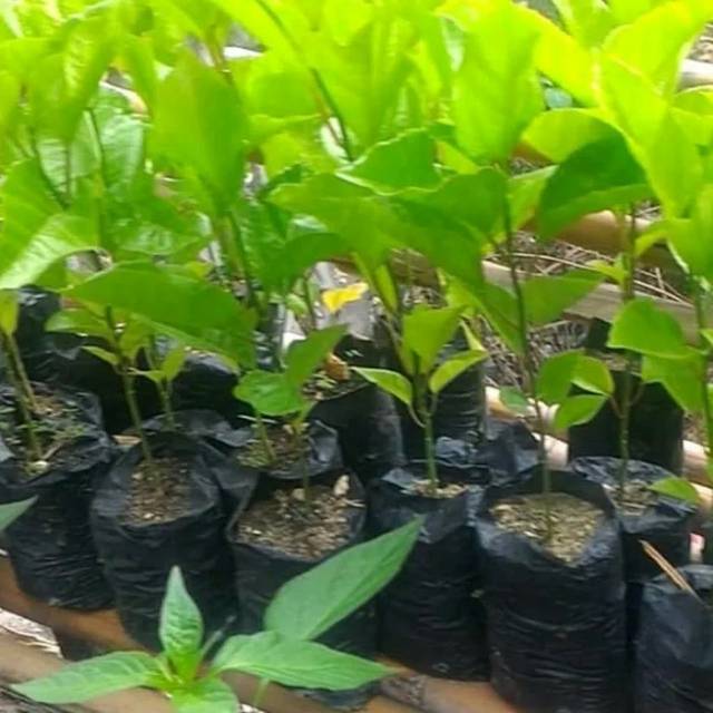 bibit buah markisa manis