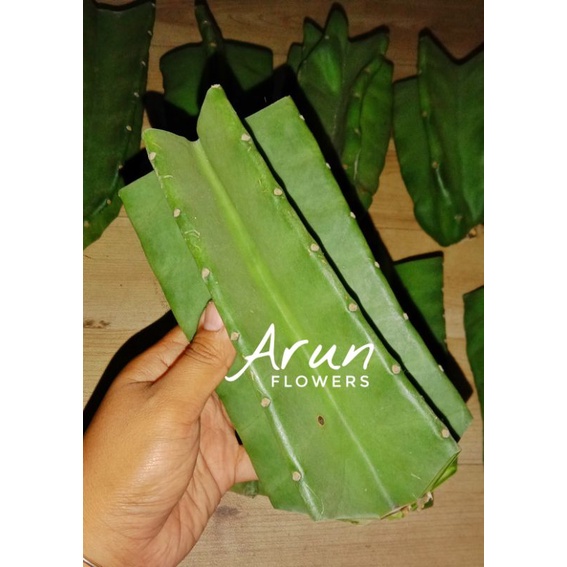 Kaktus Koboi Cutting Bibit (Real Pict) Tanpa Duri bisa untuk sambungan / bahan Grafting