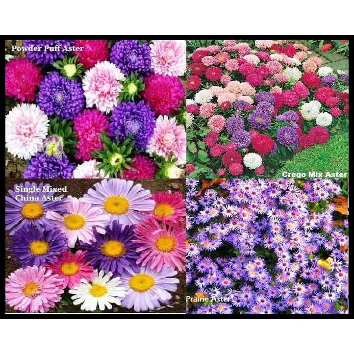 NEW Paket Hemat Benih/Bibit/Seed Bunga Aster isi 4 Jenis Aster Cantik