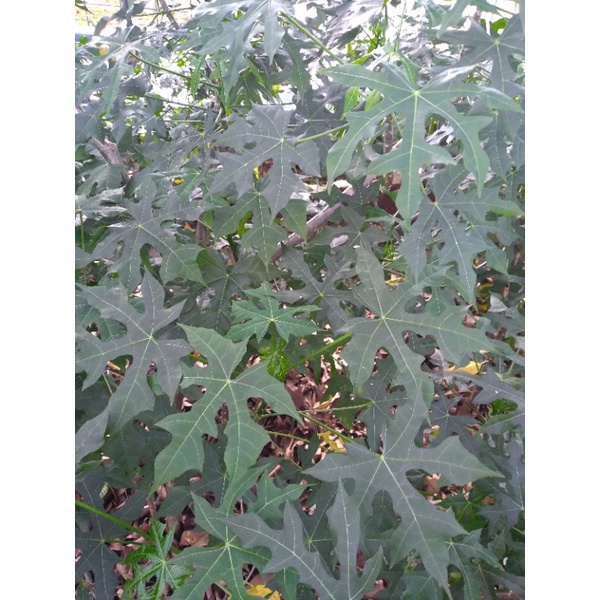 pepaya calya/pepaya jepang