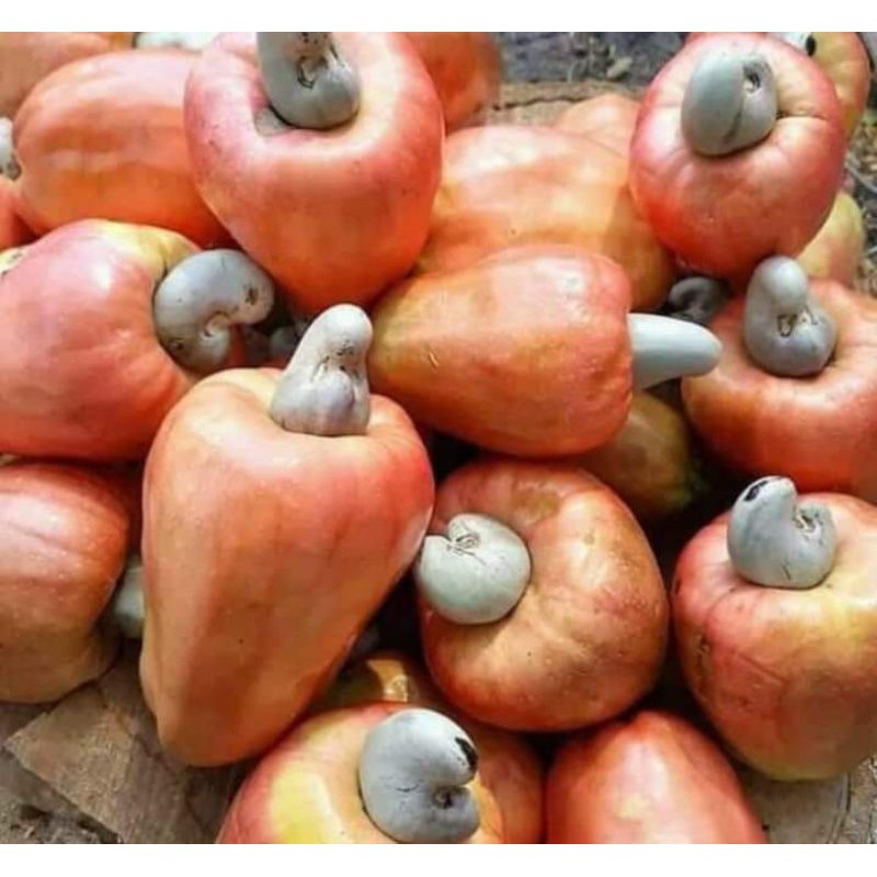jambu monyet 1kg(No cod)