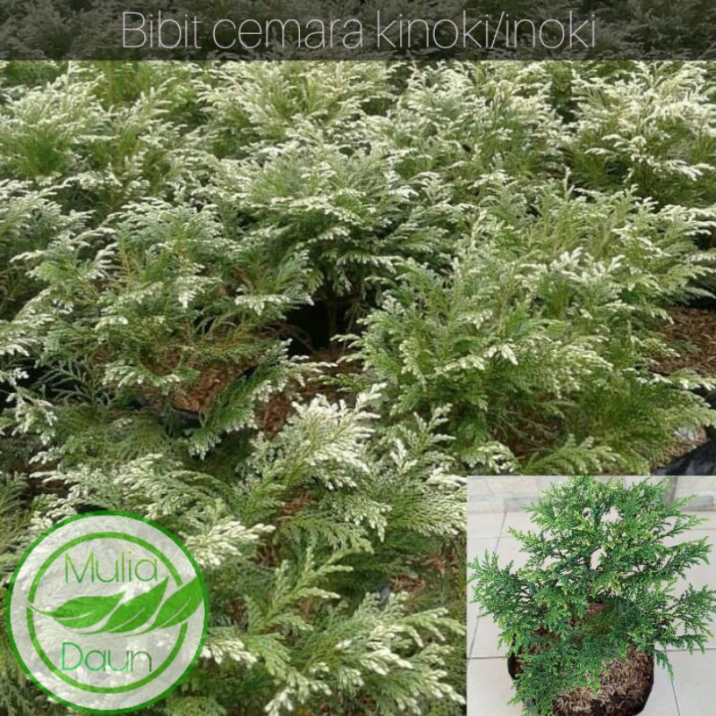 Bibit tanaman hias cemara kinoki inoki/Pohon cemara kinoki inok