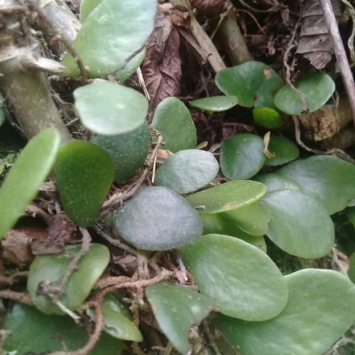 

terbaik jual daun herbal picisan sisik naga segar