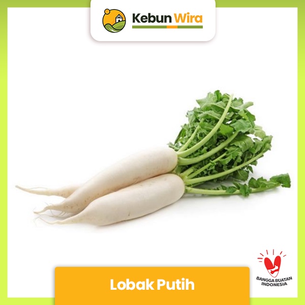 

Lobak Putih | White Radish