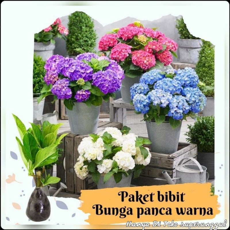 Tanaman Hias Bunga  Pancawarna Satu Pohon Bisa Tersedia 5 warna