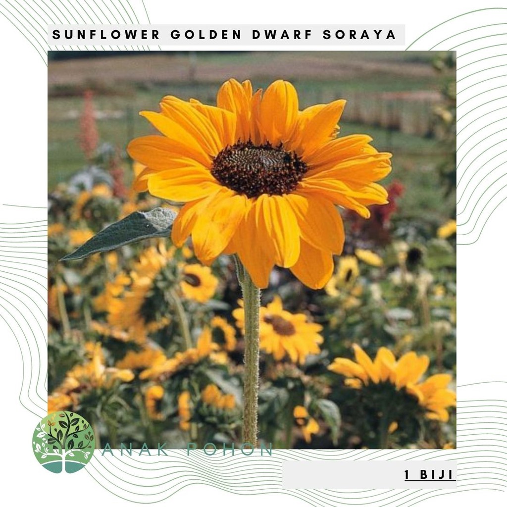 Benih Bibit Biji - Sunflower Golden Dwarf Soraya Bunga Matahari Emas Kerdil Seeds - IMPORT