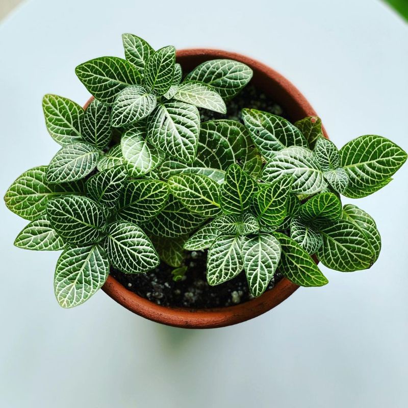 Tanaman hias Fittonia verschaffeltii / Fittonia mutiara mini