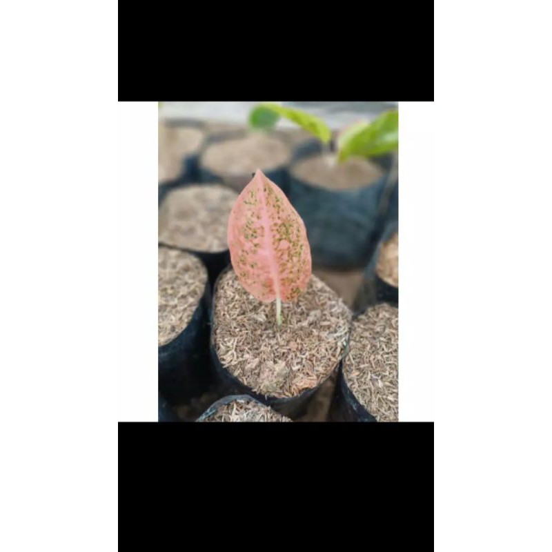 AGLONEMA BABY STARDUST ORANGE