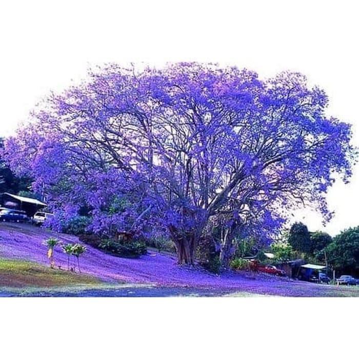 Benih Biji Blue Jacaranda Pretty Tree Pohon Biru - Ungu Isi 20 Biji