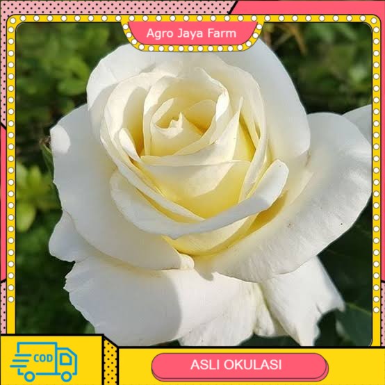 bibit bunga mawar putih