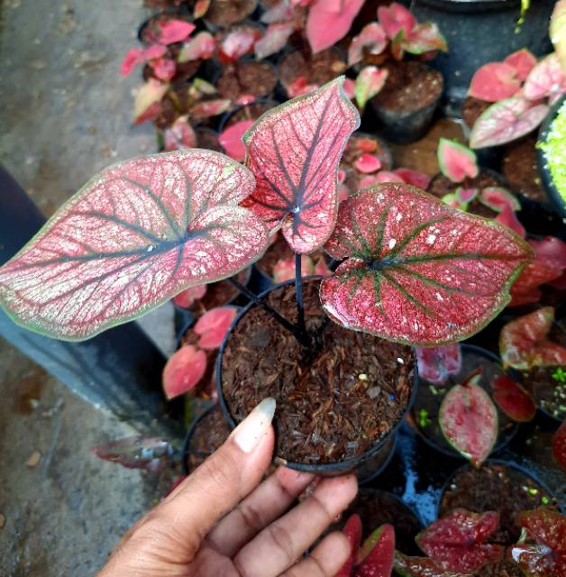 Tanaman Hias Caladium Keladi Hias Pink Pillow Bibit Shopee Indonesia