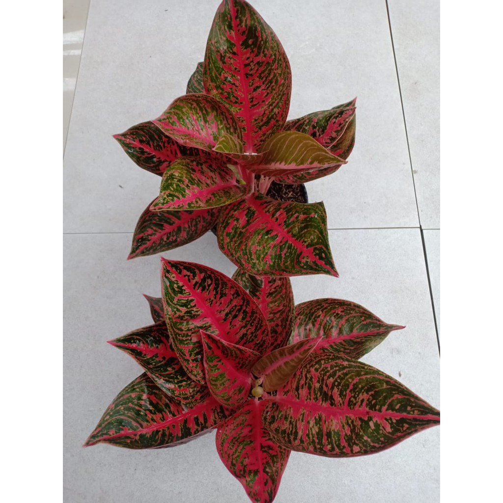 PROMO REANITA - Tanaman Hias Aglaonema Aglonema
