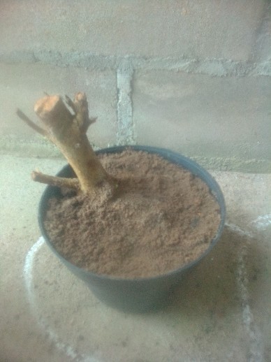 Bunga Lantana Bunga Oren