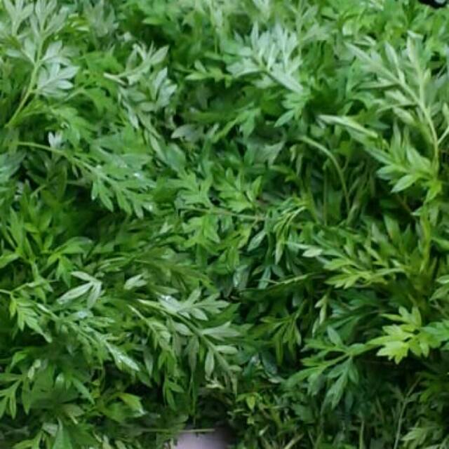 

Daun kenikir segar 500 gram obat herbal