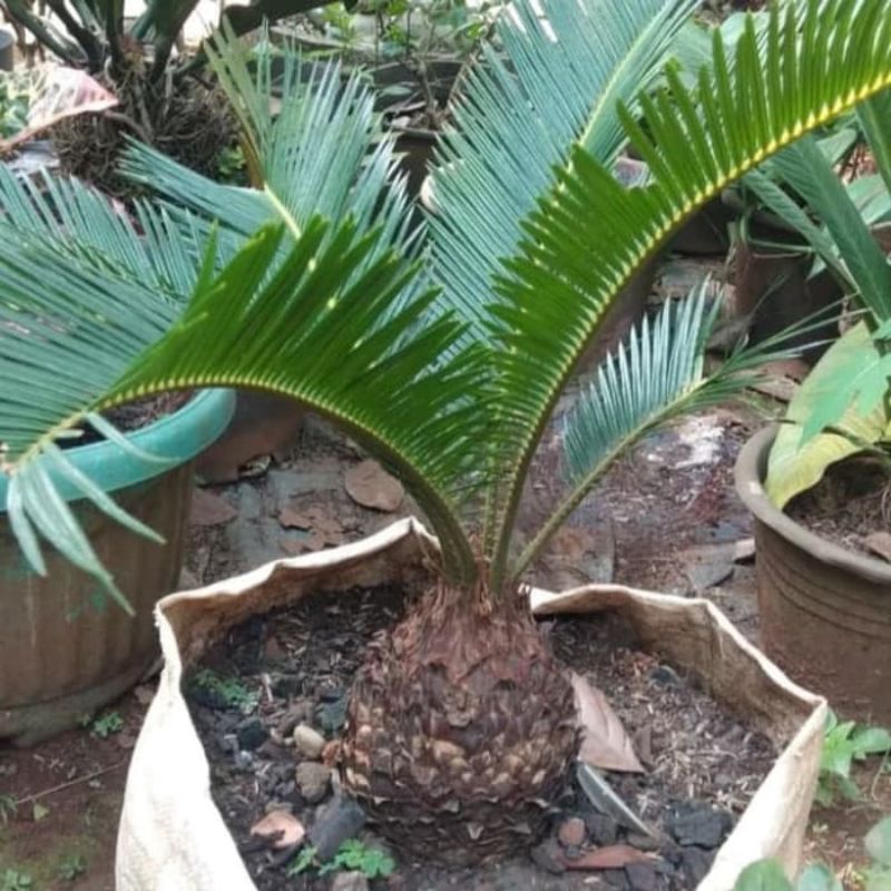 Tanaman/pohon hias palm sikas murah