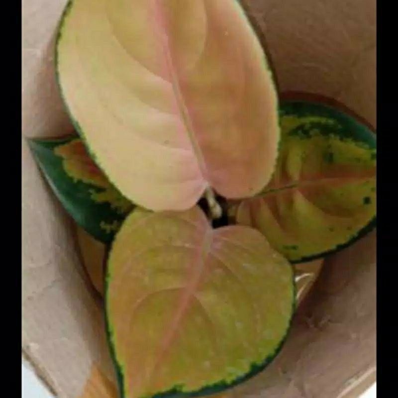 Bunga Aglonema Sultan Brunei