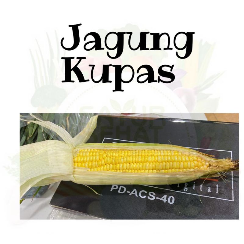 

Jagung Manis Pcs