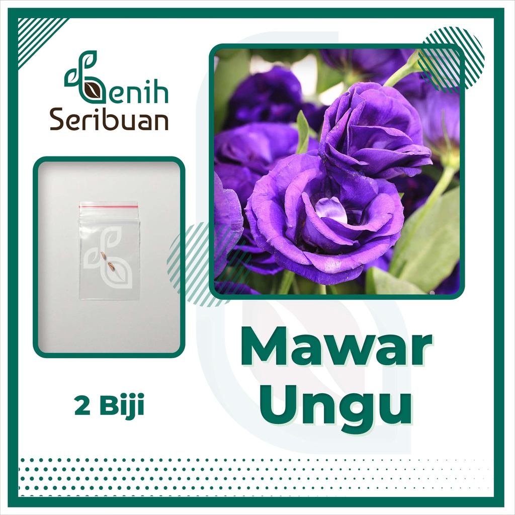 BS-BYL Bibit Bunga Benih Tanaman Bunga Hias Matahari Mawar Aster Vinca Krisan Telang Sunflower Krokot Lavender Marigold Zinnia-MAWAR UNGU