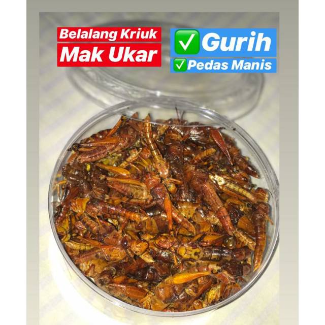 

Belalang gorek Mak_Ukar