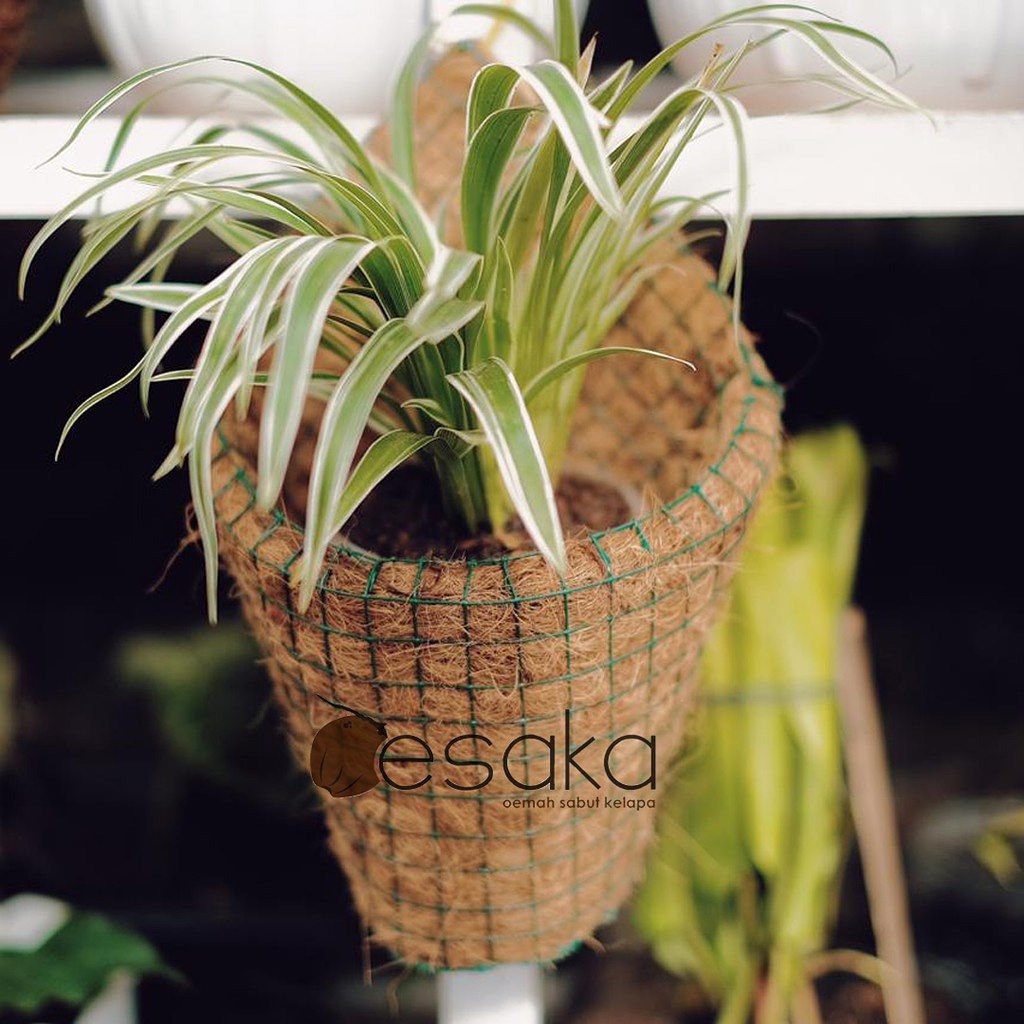 pot strimin kerucut kecil pot ram besi pot sabut kelapa pot anggrek cantik