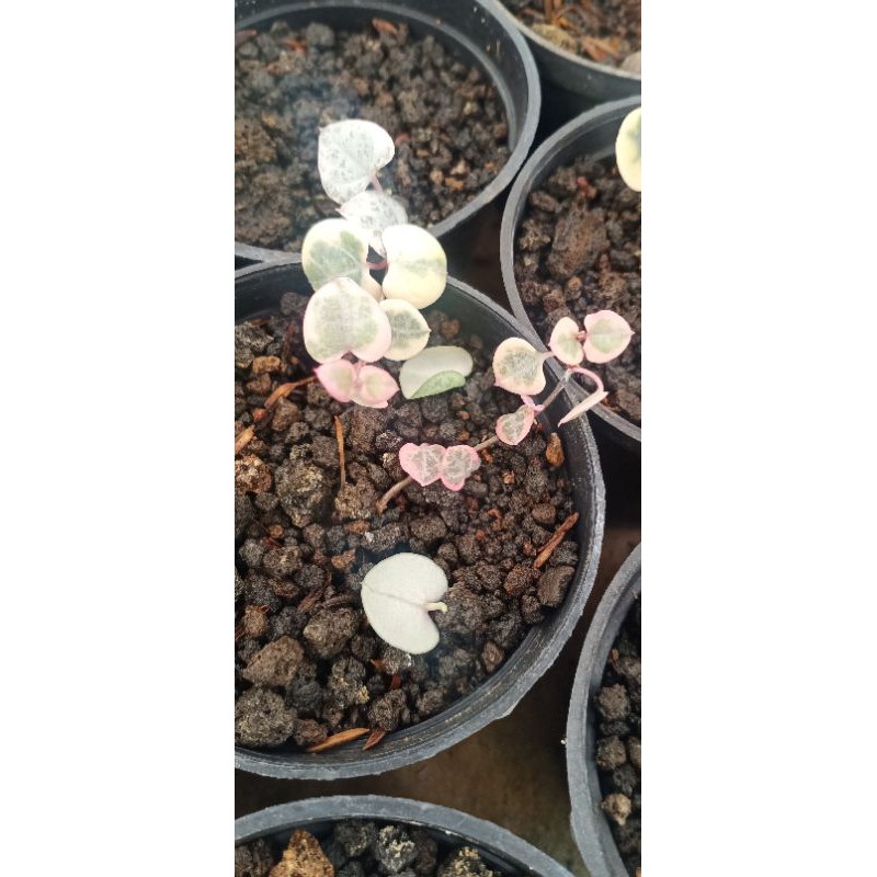 String of heart variegata