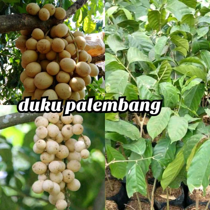 bibit duku palembang non biji