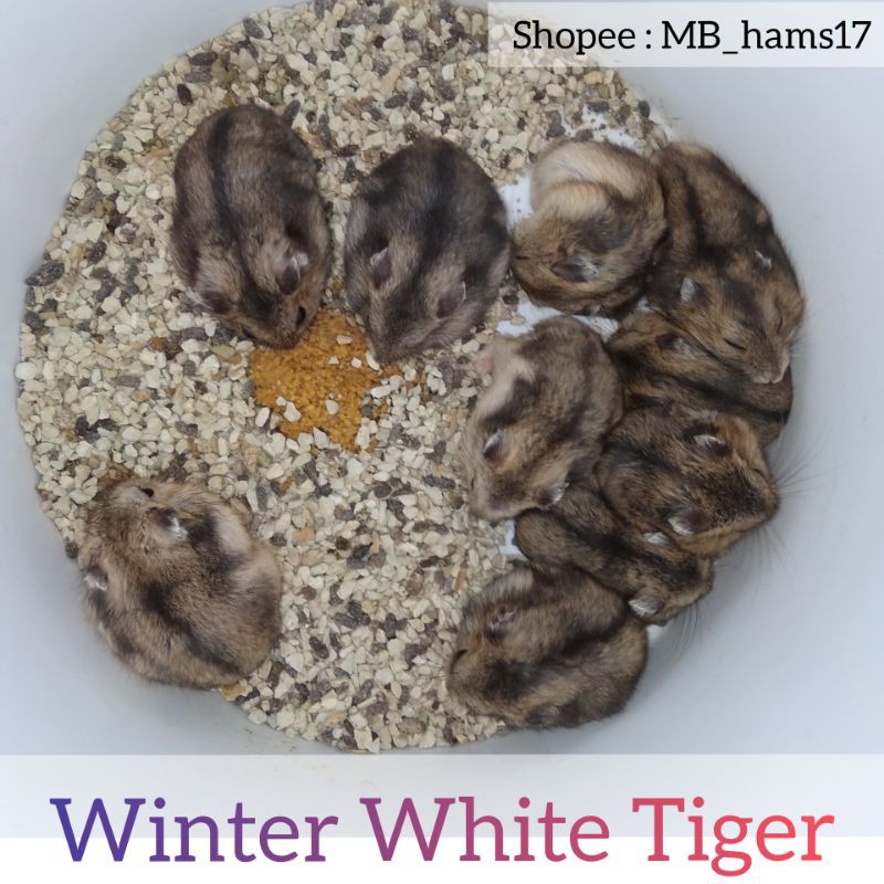 Hamster Winter White Tiger Murah/ Termurah