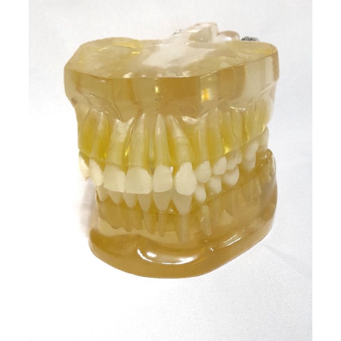 Dental Model All Removable Teeth/ Model Gigi/ Typodont/ Typhodont Gigi Lepas Pasang/ Phantom