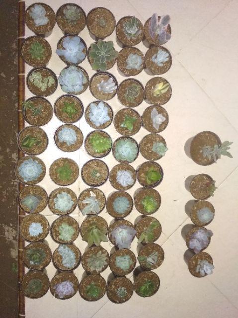 Paket Sekulen 50 Pcs