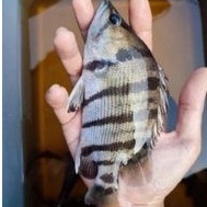 Ikan Datz Silver Size 14cm+/-