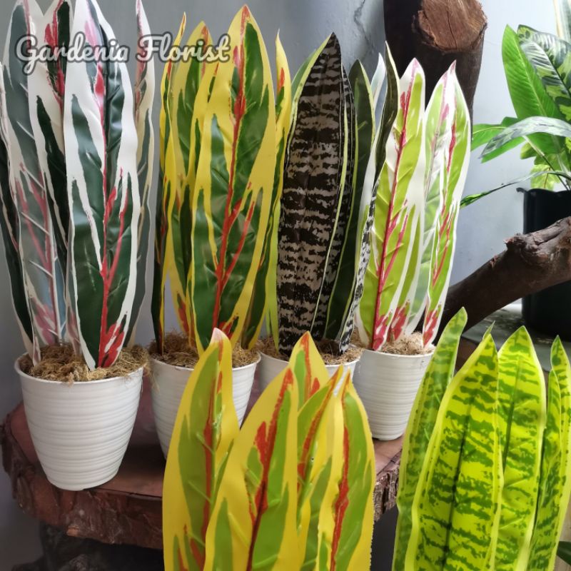 Tanaman Plastik Lidah Mertua Dekorasi Runah