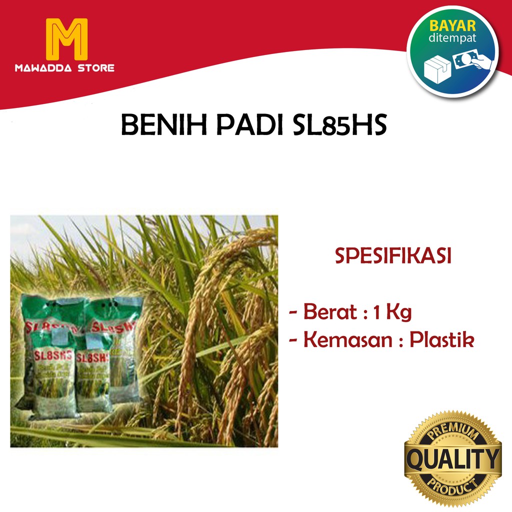 Biji Padi SL8SHS Bibit Unggul