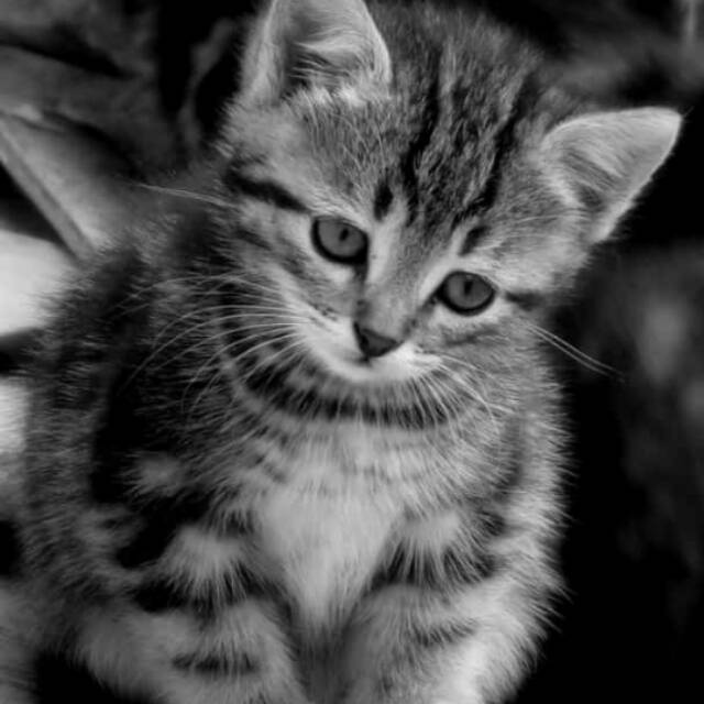 mayafebrimawarnipartii