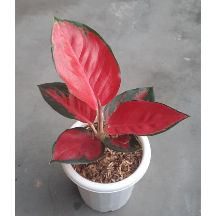 Aglaonema /Aglonema Suksom Jaipong (tanian lokal)