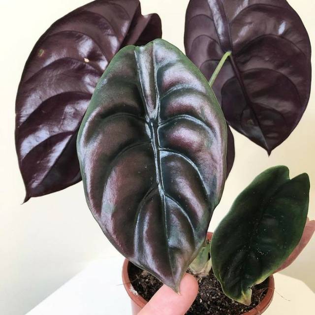 Tanaman Hias Keladi Tengkorak Alocasia Cuprea Shopee Indonesia