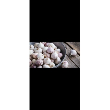 

1/2 kg bawang putih tunggal / bawang putih lanang