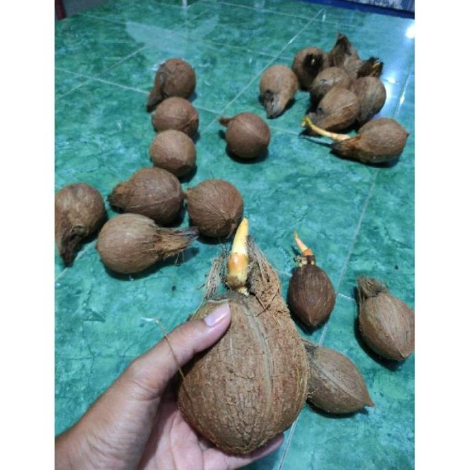 VIRRALL banget Terlaris Bahan bonsai kelapa (bonkla) gading orens/ orange kupas Termurah MASEEEeee