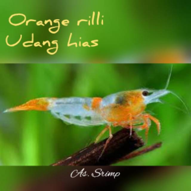 

Udang hias orange rilli