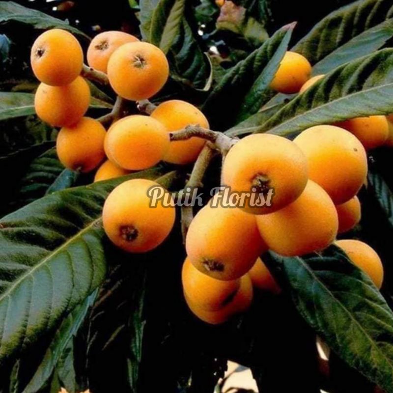 Leci - Tanaman Buah Leci Biwa Loquat - Leci Mudah Berbuah