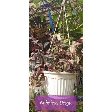 Tanaman Zebrina Rimbun, Teplan Hias Ungu di Pot Putih Gantung