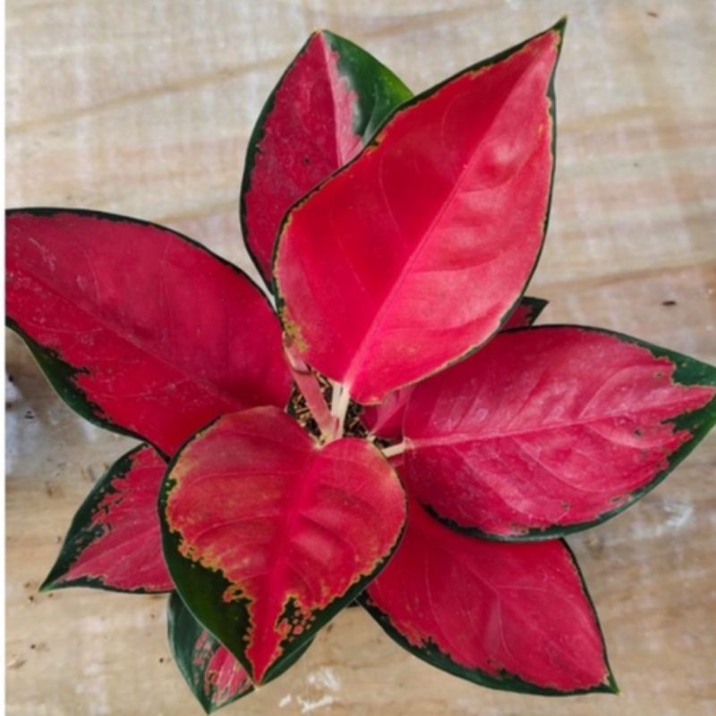 Aglaonema suksom / Aglonema suksom florist nursery / Aglonema suksom (Tanaman hias aglaonema suksom) - tanaman hias hidup - bunga hidup - bunga aglonema - aglaonema merah - aglonema merah - aglaonema murah - aglaonema murah