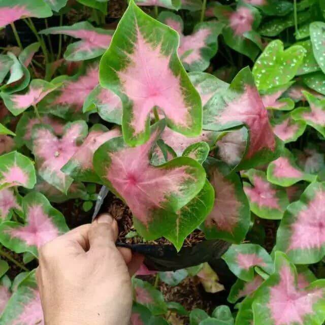 tanaman hias keladi pink love./Tanaman hias keladi murah cantik/hiasan halaman rumah/ mudah tumbuh d