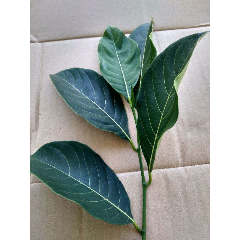 

daun nangka segar per 1000 grm