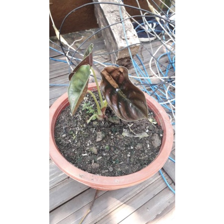 alocasia cuprea