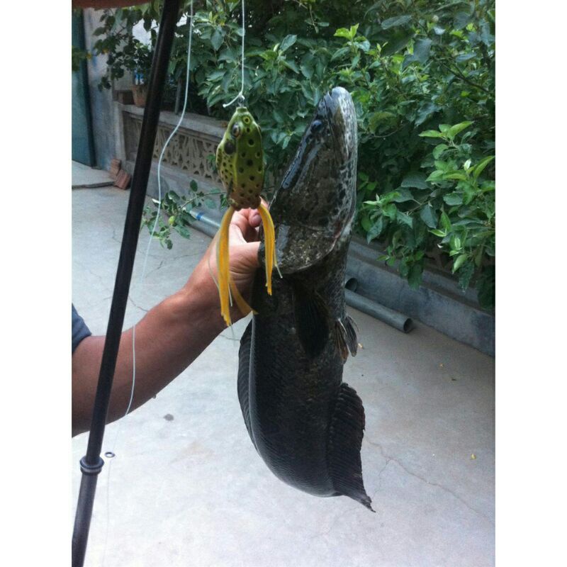 SOFT FROG 3 cm umpan katak termurah | soffrog - sofrog katak buatan umpan buatan - umpan ikan gabus - umpan casting - umpan ikan toman- umpan mancing- umpan buatan - umpan plastik - umpan mainan - umpan kodok buatan umpan katak buatan.