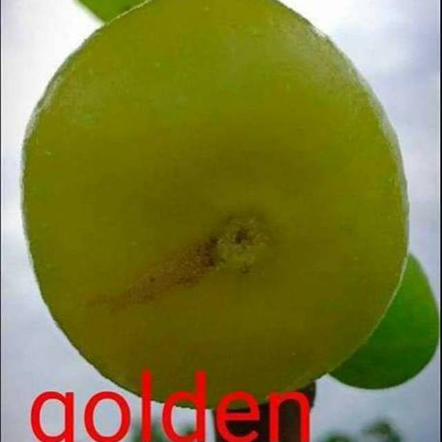 

Bibit buah tin GRS golden riverside