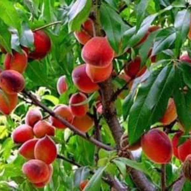 

Bibit buah persik super manis