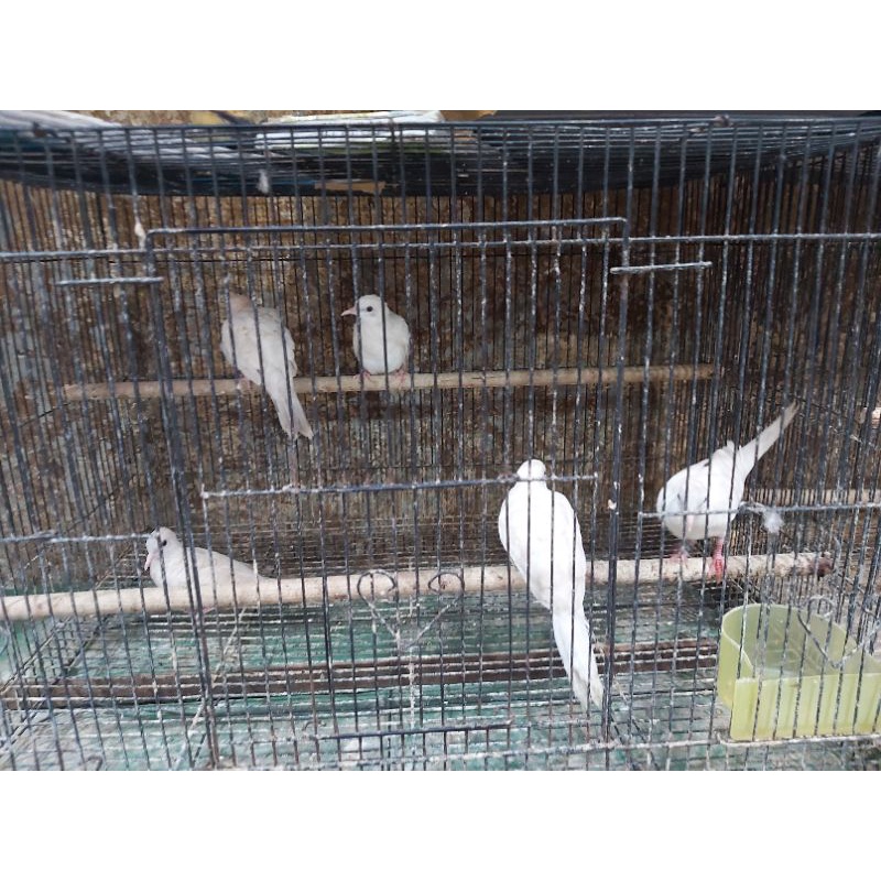 Perkutut putih mata merah