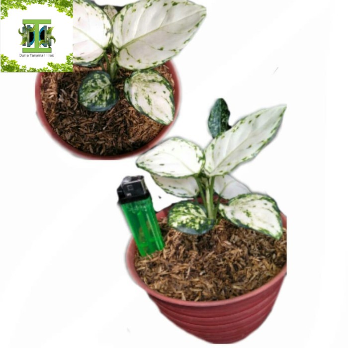 Tanaman hias Baby Aglonema Super White - Pohon aglonema super white