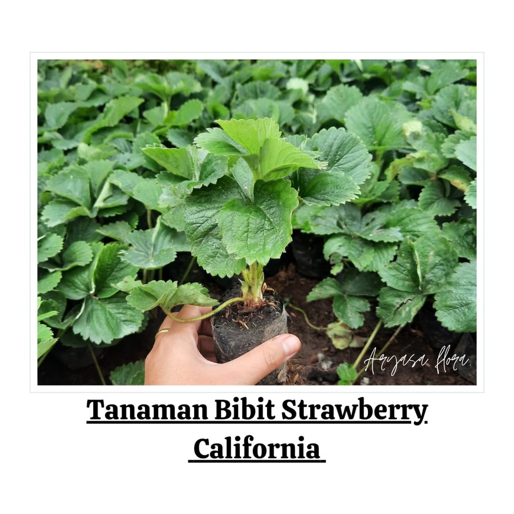 Tanaman Strawberry California Bibit/ Bibit Strawberry Buah Besar Jumbo